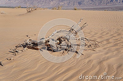Sand dunes in the desert Arava and a dry dead tree Stock Photo