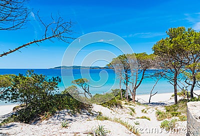 Sand dunes and pine trees in Maria Pia beach Stock Photo