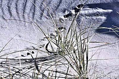 Sand.Dunes,Reeds, Footprints, Mystery,Textures Stock Photo