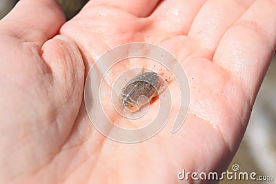 Sand flea crustation held by a human Stock Photo