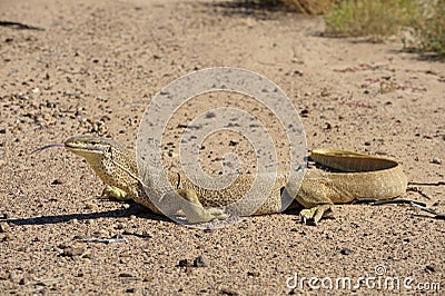 Sand goanna in outback Queensland Stock Photo