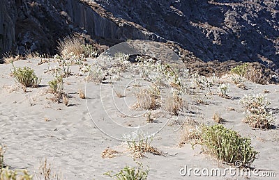 Sand lily in crete island Stock Photo