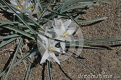 Sand lily, Leucocrinum montanum, Oregon Badlands near Bend Stock Photo