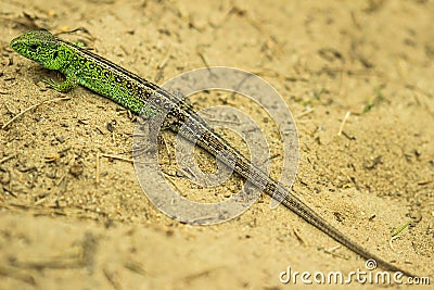 Sand lizard Stock Photo