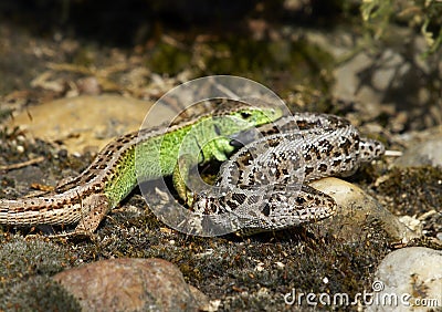 Sand Lizard (Lacerta agilis) Stock Photo
