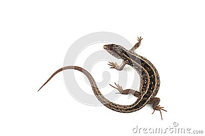 Sand lizard Lacerta agilis isolated on white Stock Photo