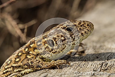 Sand Lizard (Lacerta agilis) Stock Photo