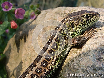 Sand Lizard Stock Photo