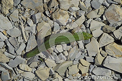 Sand lizard. An ordinary quick green lizard. Lizard on the rubble. Sand lizard, lacertid lizard. Stock Photo