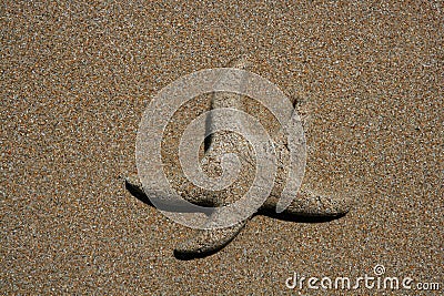 Sand made starfish on the sea shore coastline Stock Photo