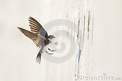 Sand martin, bank swallow Riparia riparia in flight nesting Stock Photo