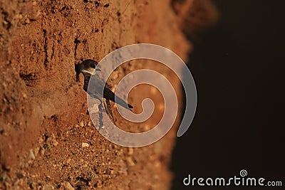 Sand martin at nest cavity Stock Photo