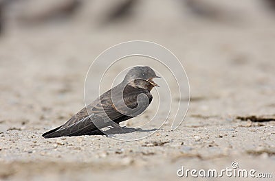 Sand martin (riparia riparia) Stock Photo