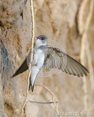 Sand martin (Riparia riparia), also known as the bank swallow migratory passerine bird of the Hirundinidae family. Stock Photo