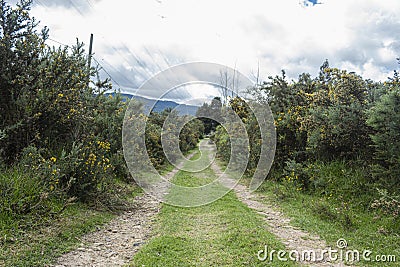 Sand path rounded of small trees with yellow flowers at countryfield. Stock Photo