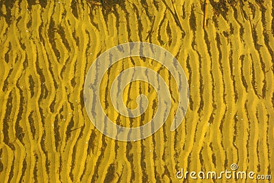 Sand Ripples In Shallow Water Stock Photo