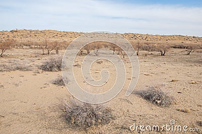 sand spring steppe Stock Photo