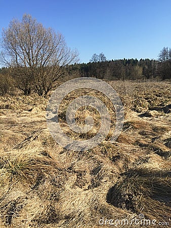 sand spring steppe. trees and sand on blue sky background Stock Photo