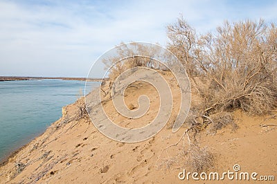 sand. spring. water. snow. Haloxylon Stock Photo