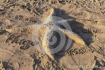 Sand starfish, with decorative shells, on the beach Stock Photo