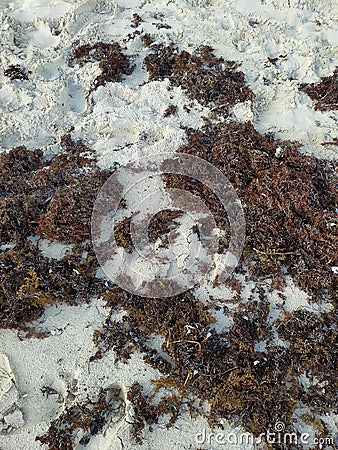 Sand texture with seaweed. Textura de arena con algas marinas. Stock Photo