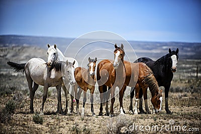 Sand Wash Basin wild horse band portrait Stock Photo