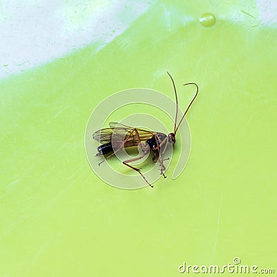 Sand wasp close-up on a green background. Stock Photo