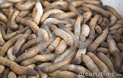 Sand worm Stock Photo