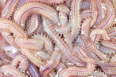 Sand Worm Perinereis sp.for education in laboratory. Stock Photo