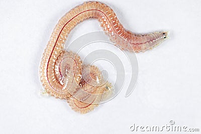 Sand Worm Perinereis sp.for education in laboratory. Stock Photo