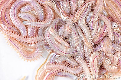 Sand Worm Perinereis sp.for education in laboratory. Stock Photo