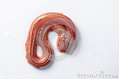 Sand Worm Perinereis sp. is the same species as sea worms Polychaete Stock Photo