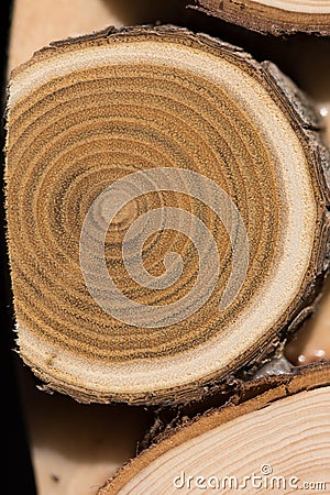 Sandalwood core macro Stock Photo