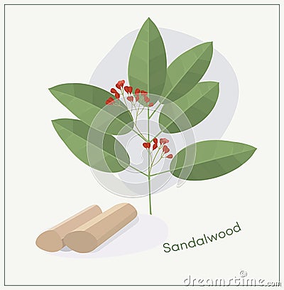 Sandalwood tree branch Vector Illustration