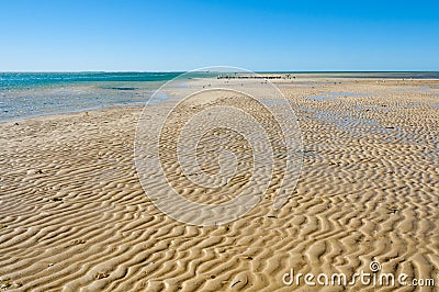 Sandbar in Monkey Mia Stock Photo