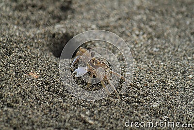 Sandcrab pops out its head on a beach near the Gulf of Mexico Stock Photo