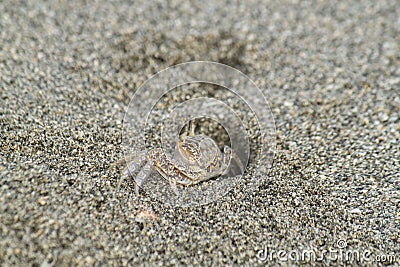 Sandcrab pops out its head from the sand on a beach near the Gulf of Mexico Stock Photo