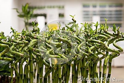 Sander Dracaena ,lucky bamboo, in a glass of water on blurred background. Floral shop. Plant in unterior.Lucky bamboo Stock Photo