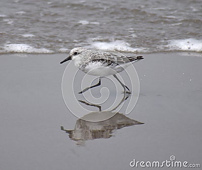 A sanderling Calidris alba sprints away from a wave Stock Photo