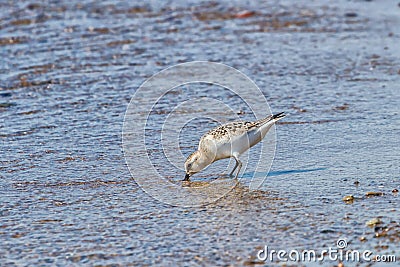 Sanderling probing the water with its beak in search of food at the edge of a sand beach Stock Photo