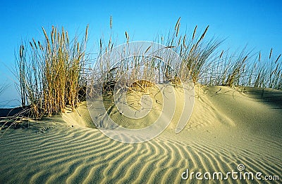 Sandhill with bents Stock Photo