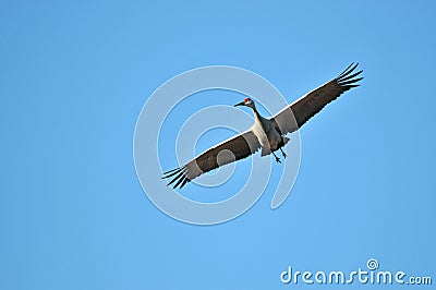 Sandhill Crane bird in flight Stock Photo