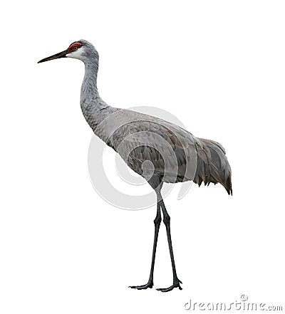 Sandhill Crane Bird Stock Photo