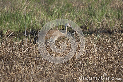 Mating sandhill crane tossing grass into the air in a field Stock Photo