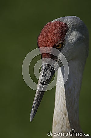 Sandhill Crane Eyes and Neck Stock Photo