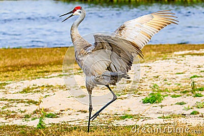 Sandhill Crane in Florida Myakka Stock Photo