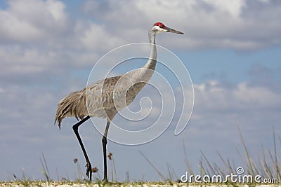 Sandhill Crane (Grus canadensis) Stock Photo