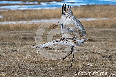 Sandhill crane mating dance Stock Photo