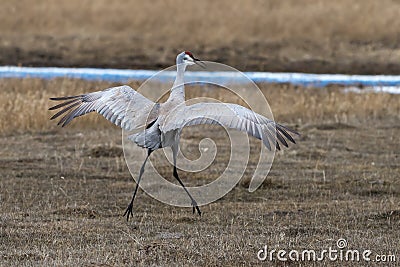 Sandhill crane mating dance Stock Photo