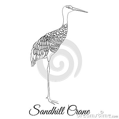 Sandhill crane outline vector coloring Vector Illustration